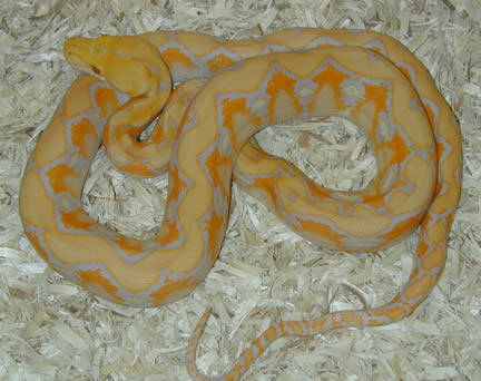  Python Reticulatus Albino ID = 
