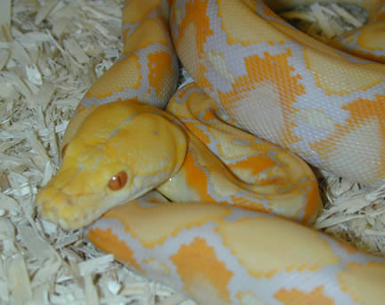  Python Reticulatus Albino ID = 