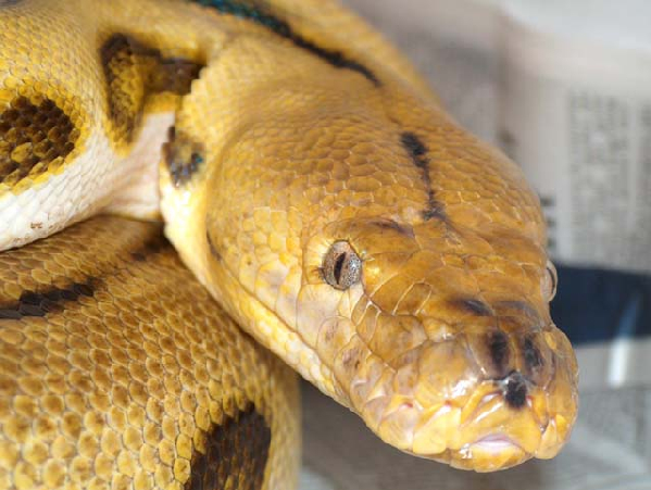  Python reticulatus reticulatus ID = 