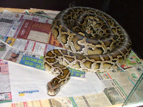  Python molurus bivittatus ID = 