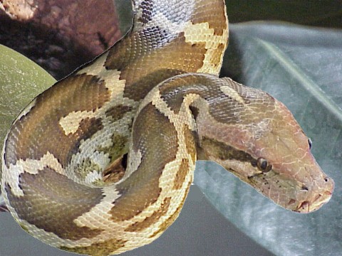  Python molurus pimbura ID = 