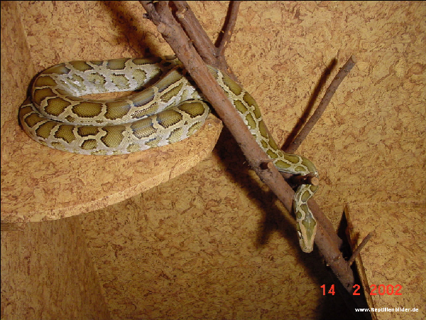  Python Molurus Pimbura ID = 