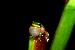 Litoria bicolor