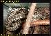 Morelia spilota variegata
