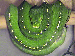 Morelia viridis Merauke