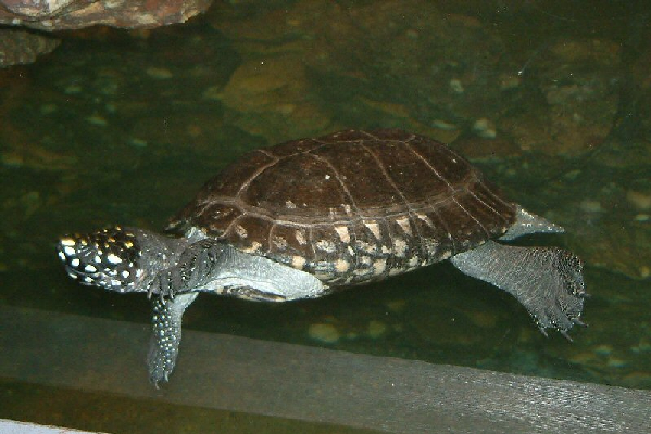  Spotted pond turtle ID = 