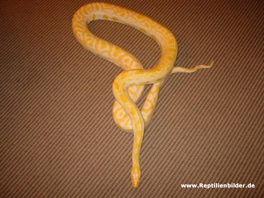  python mollurus albino ID = 