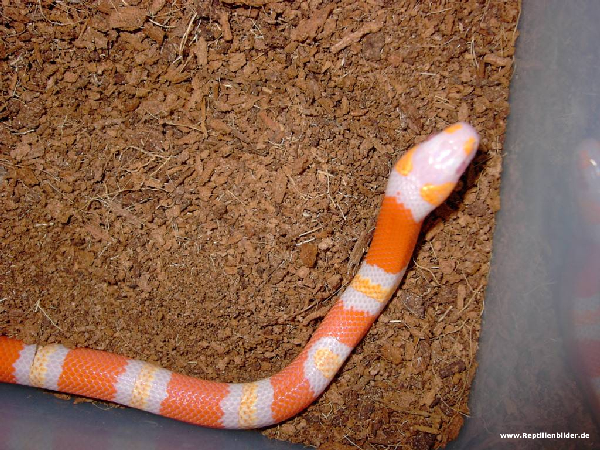  1.0 Hondurensis Orange Albino ID = 