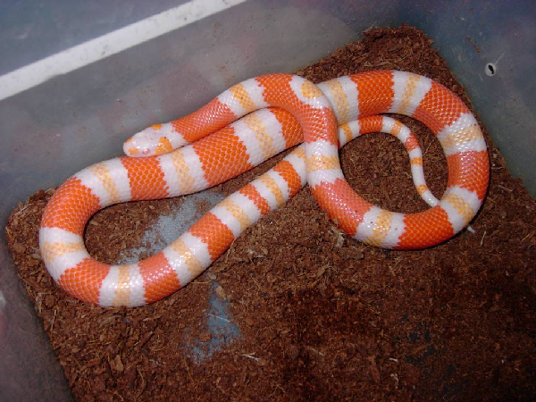  Hondurensis Tangerine Albino ID = 