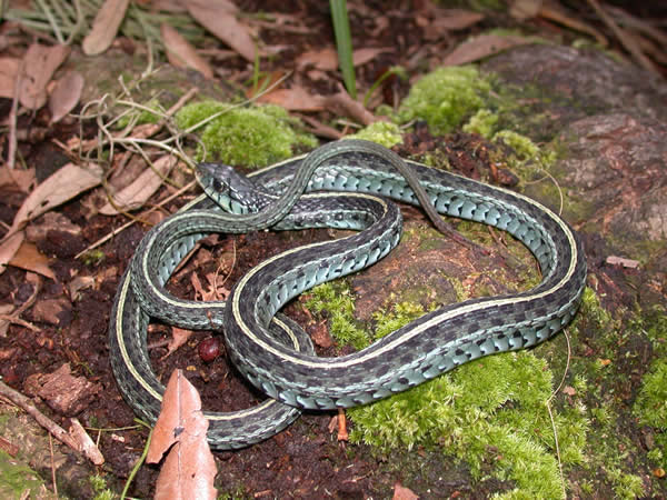  Thamnophis sirtalis sirtalis ID = 