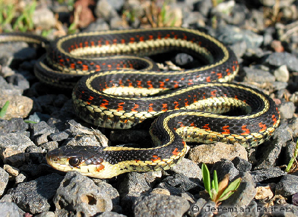  Thamnophis sirtalis fitchi ID = 