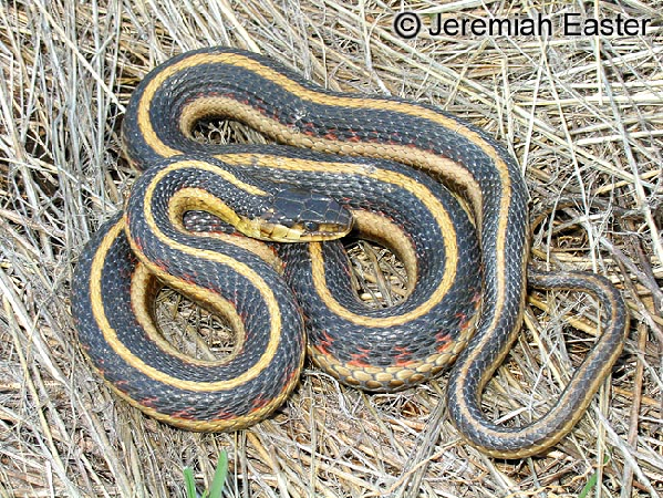  Thamnophis sirtalis fitchi ID = 