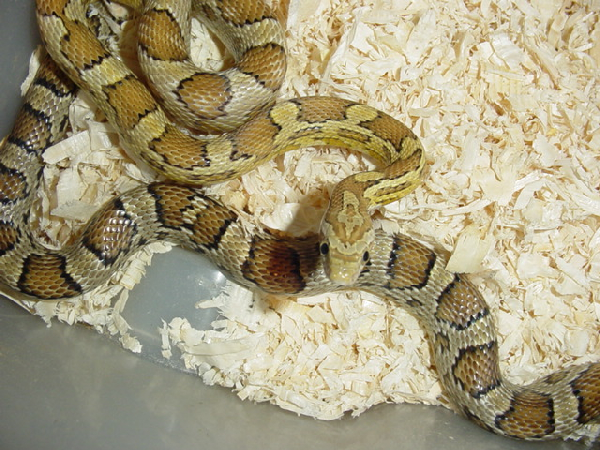  Pantherophis Guttatus Caramel ID = 