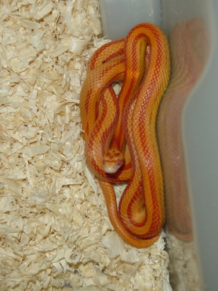  Pantherophis Guttatus Anerythristic Stripe ID = 