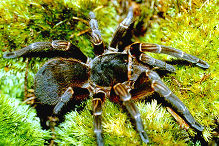  Acanthoscurria musculosa ID = 