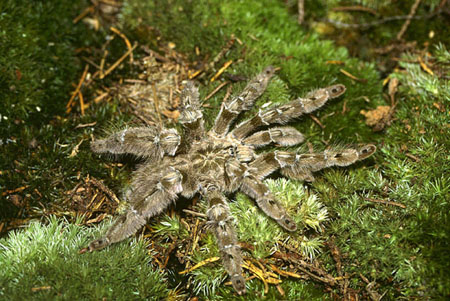  Heteroscodra maculata ID = 