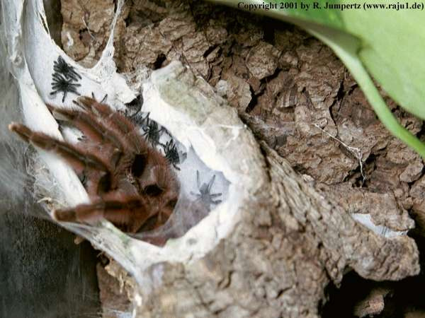  Avicularia-versicolor ID = 