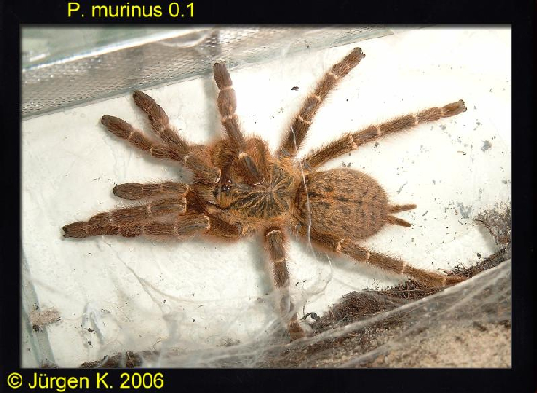  Pterinochilus murinus ID = 