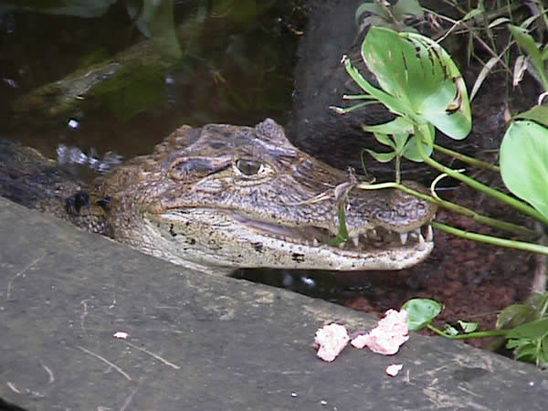  Caiman crocodilus ID = 