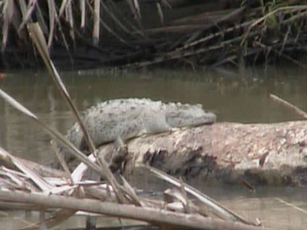  Crocodylus acutus ID = 