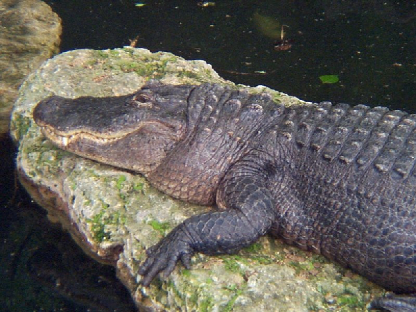  Alligator mississipiensis ID = 