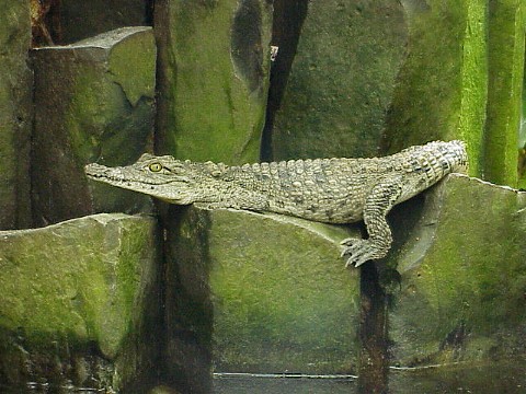  Crocodylus niloticus ID = 