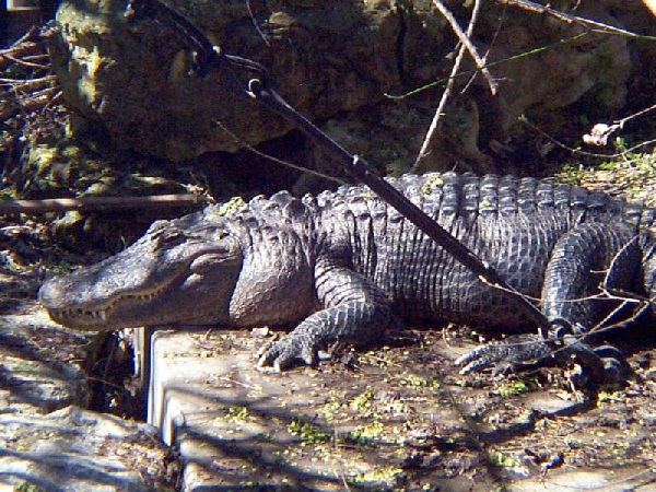 Alligator mississipiensis ID = 