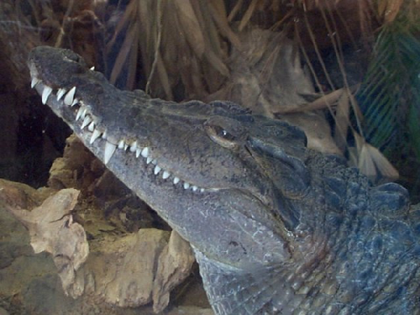  Crocodylus mindorensis ID = 