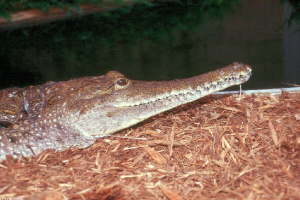  Crocodylus johnsoni ID = 