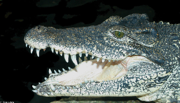  Crocodylus rhombifer ID = 