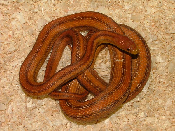  Pantherophis obsoletus rossalleni ID = 