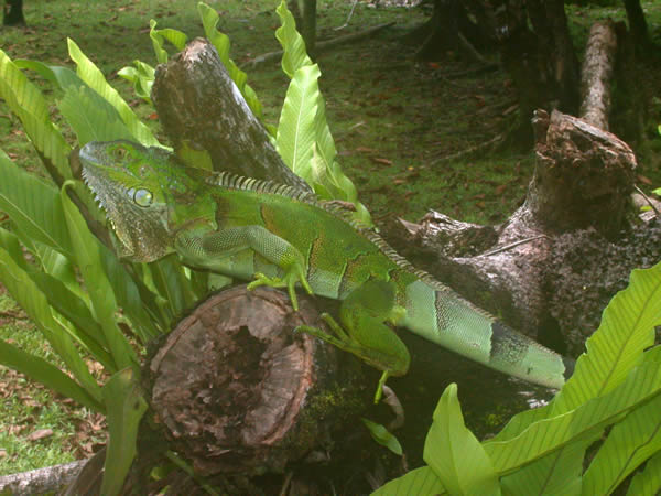  Iguana iguana ID = 