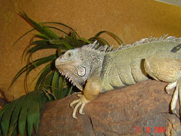  Iguana iguana ID = 