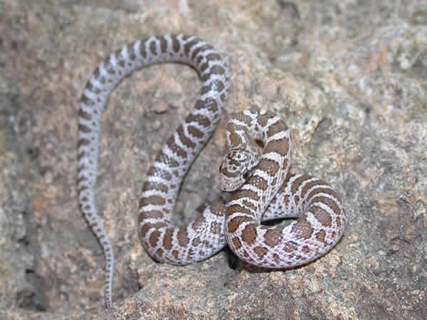  Arizona elegans philipi ID = 
