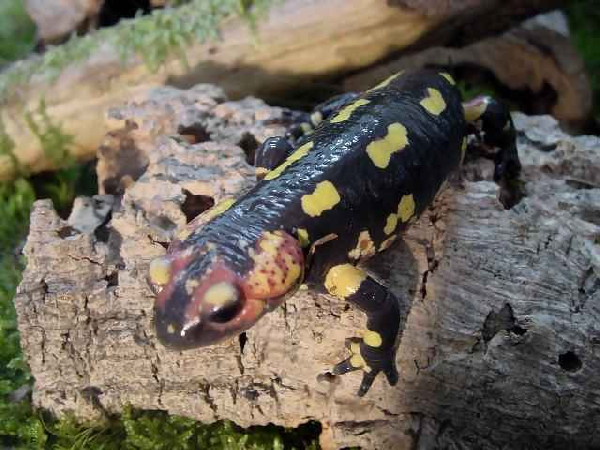  Salamandra salamandra gallaica ID = 