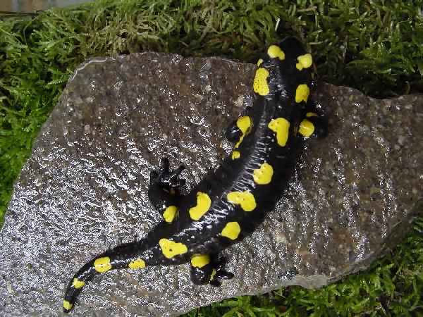  Salamandra salamandra salamandra ID = 