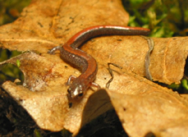  Plethodon serratus ID = 