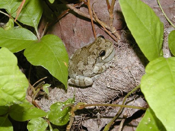  Hyla versicolor ID = 