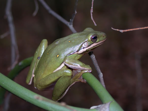  Hyla cinerea ID = 