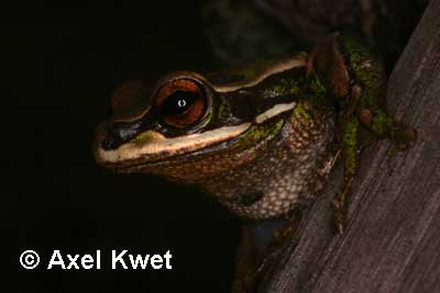  Hypsiboas joaquini ID = 