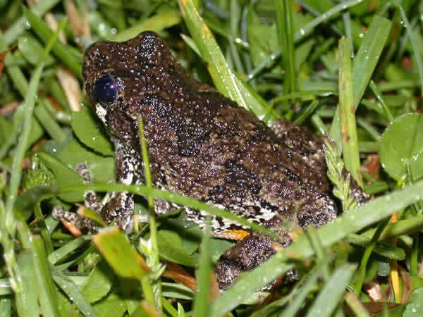  Hyla versicolor ID = 