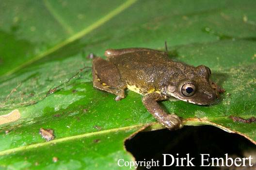  Scinax castroviejoi ID = 