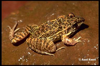  Leptodactylus fuscus ID = 
