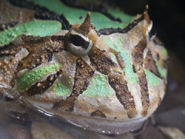  Ceratophrys ornata ID = 