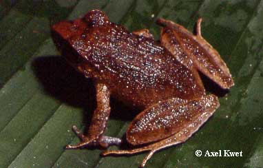  Eleutherodactylus binotatus ID = 