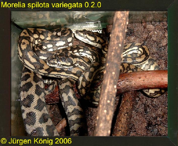  Morelia spilota variegata ID = 