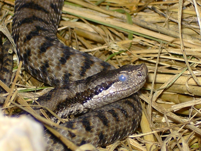  Vipera aspis aspis ID = 