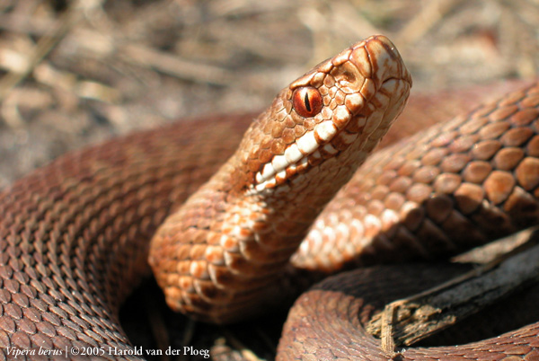  Vipera Berus ID = 