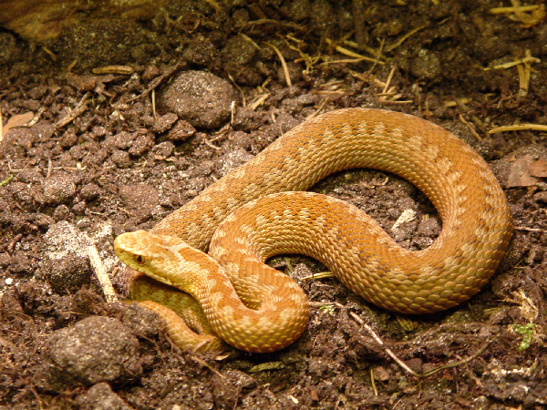  Vipera b. berus ID = 