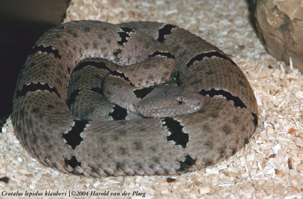  Crotalus lepidus klauberi ID = 